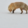 キタキツネ　雪解けの頃　Ⅴ