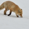 キタキツネ　雪解けの頃　Ⅵ