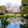 京都・桜浪漫譚Ⅴ（渉成園）