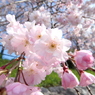 鴨川の枝垂れ桜