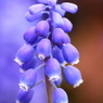 明るい未来と絶望の花