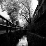 桜満開
