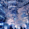 Cool Night