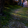 桜道