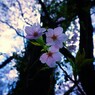 三輪桜