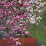 紅白桜