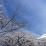 青空と富士と桜と (29T)
