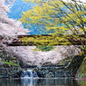 芽生える若葉　散る桜