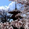 京都・桜浪漫譚Ⅵ(真如堂）