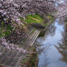 高田川畔の桜並木