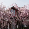 高台寺の桜