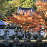 仏通寺紅葉