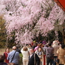 平安神宮