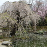 吉野