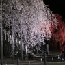 夜桜ナウ