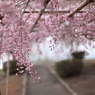 枝垂れ桜