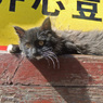 中国の猫
