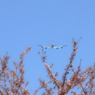 さくら747