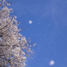 花吹雪