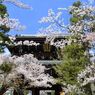 京都・桜浪漫譚Ⅶ(金戒光明寺）