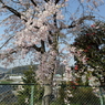 椿と桜