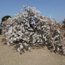 駐車場の桜