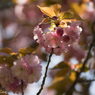 八重桜