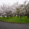 豊公園の桜