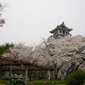 豊公園の桜