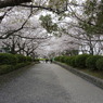 豊公園の桜