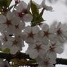 豊公園の桜