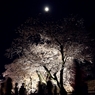 桜花を行き交う