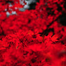 gallery08