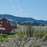 Spring in Valley #2 - Red Barn