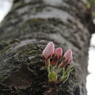 蕾桜 *