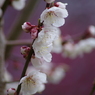 白梅-3