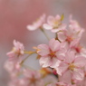 河津桜