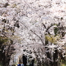 幸せのトンネル
