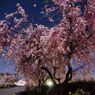 夜の桜