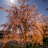 月光と桜
