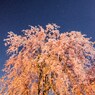 北斗七星と桜