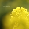 Yellow*