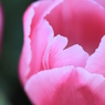 Pink*
