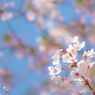 今年最後の桜