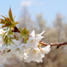 山桜花（写真歌）