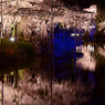 桜の滝