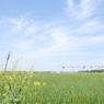 此岸からの風景＜2011-8＞＊麦畑・鴻巣市馬室付近