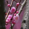 桃梅-1
