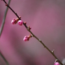 桃梅-4
