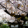 京都・桜浪漫譚Ⅷ(雨宝院）